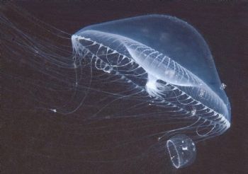 JellyFish, PrinceWilliamSound, AK, Nikonos 3:1 extention ... by William Kent Devine 